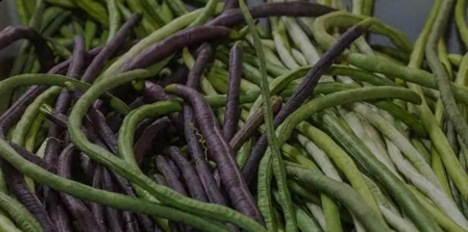 种豆角别只施肥！土霉素加它，豆角结得又长又粗，挂满枝头摘不完