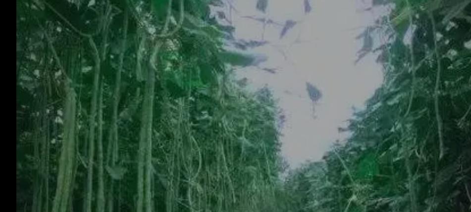种豆角别只施肥！土霉素加它，豆角结得又长又粗，挂满枝头摘不完