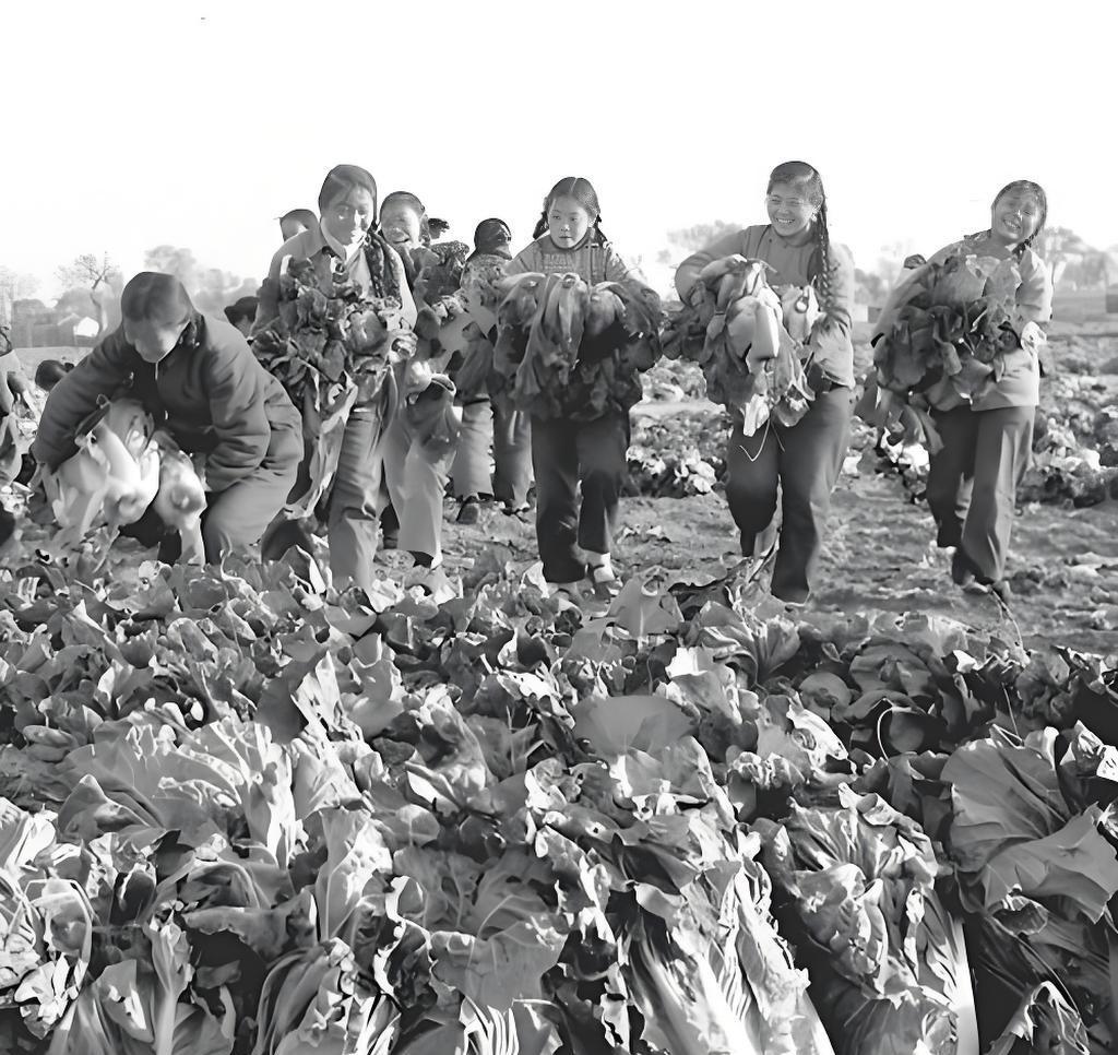 60年代大白菜啥价？2分钱1斤背后，是“菜篮子”的国家大事