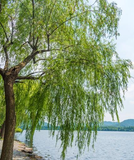 养花自制“强力生根液”，成本几毛钱，插啥活啥，根须疯长