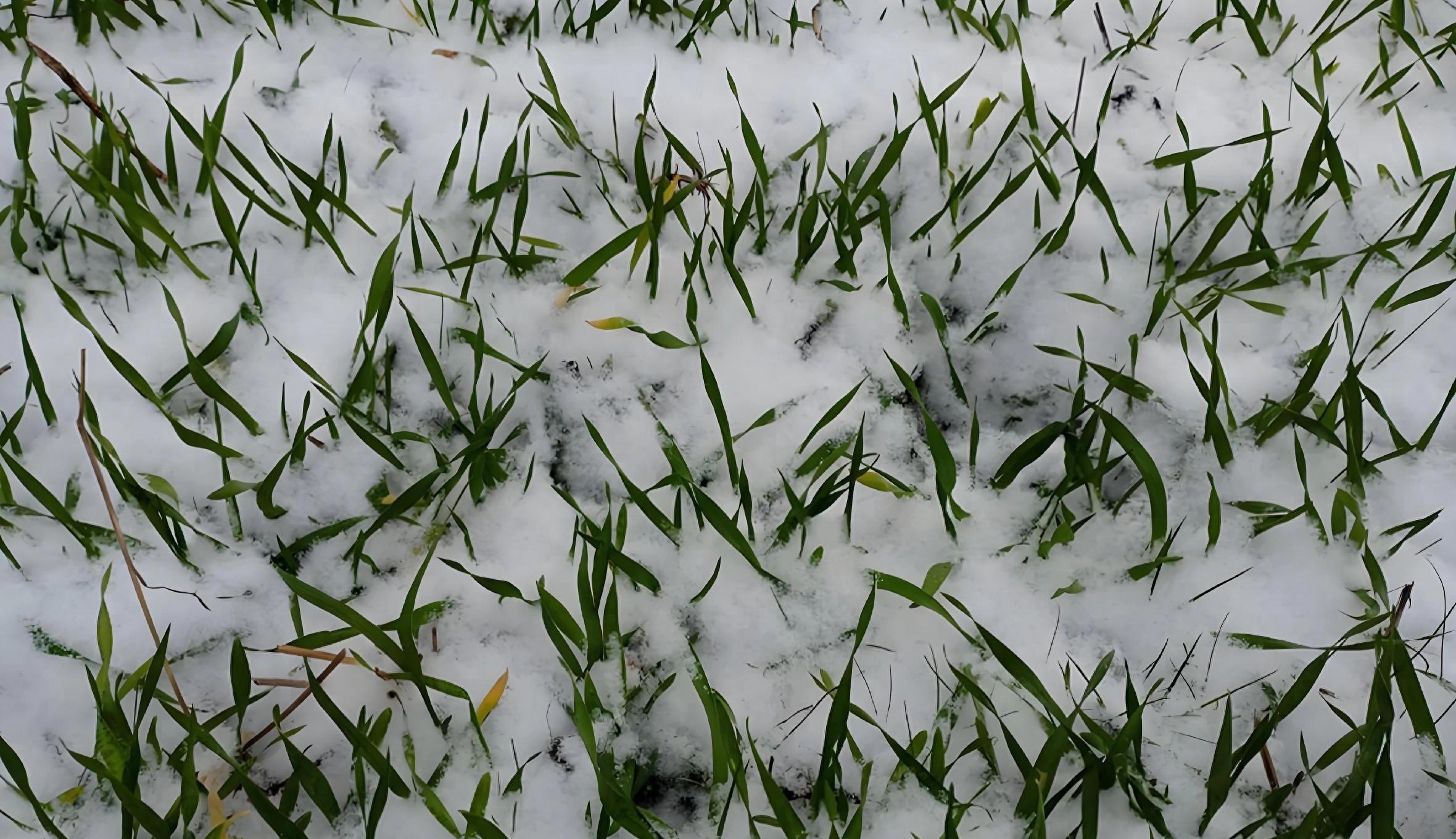 三九变暖？麦苗是喜是忧？老农教你3招保产稳收！