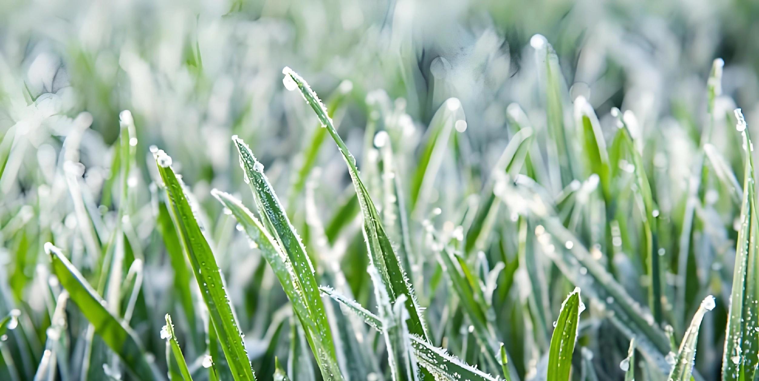 三九变暖？麦苗是喜是忧？老农教你3招保产稳收！