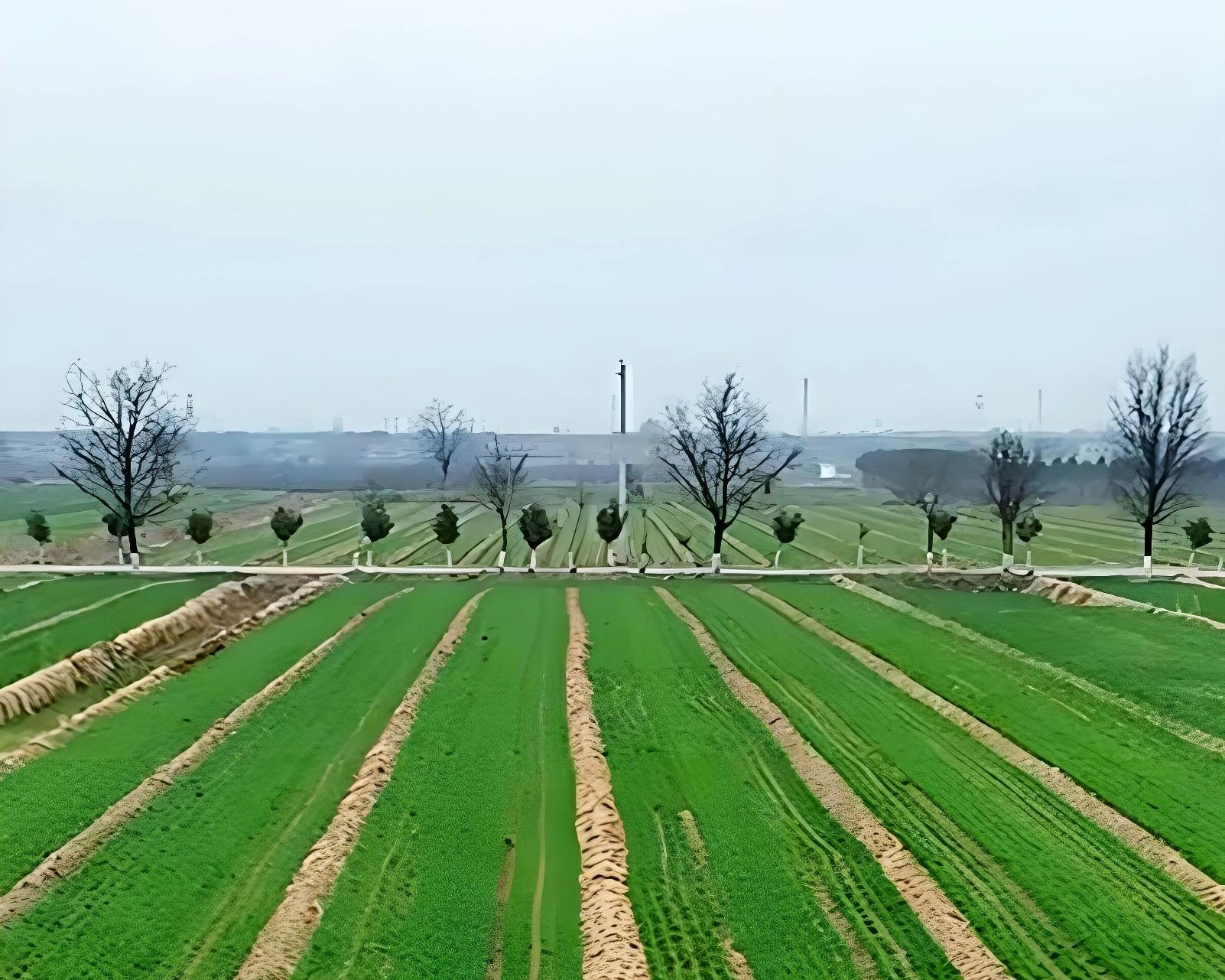 三九变暖？麦苗是喜是忧？老农教你3招保产稳收！