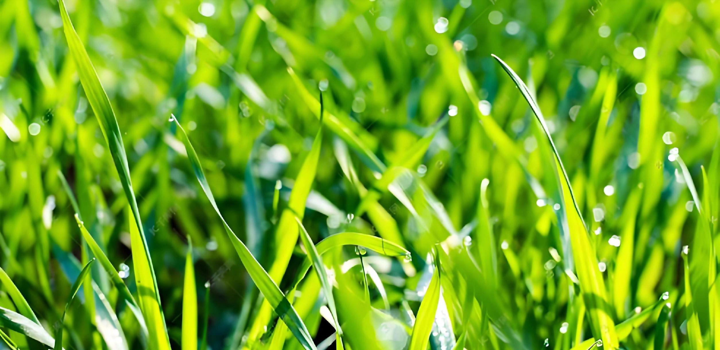 三九变暖？麦苗是喜是忧？老农教你3招保产稳收！