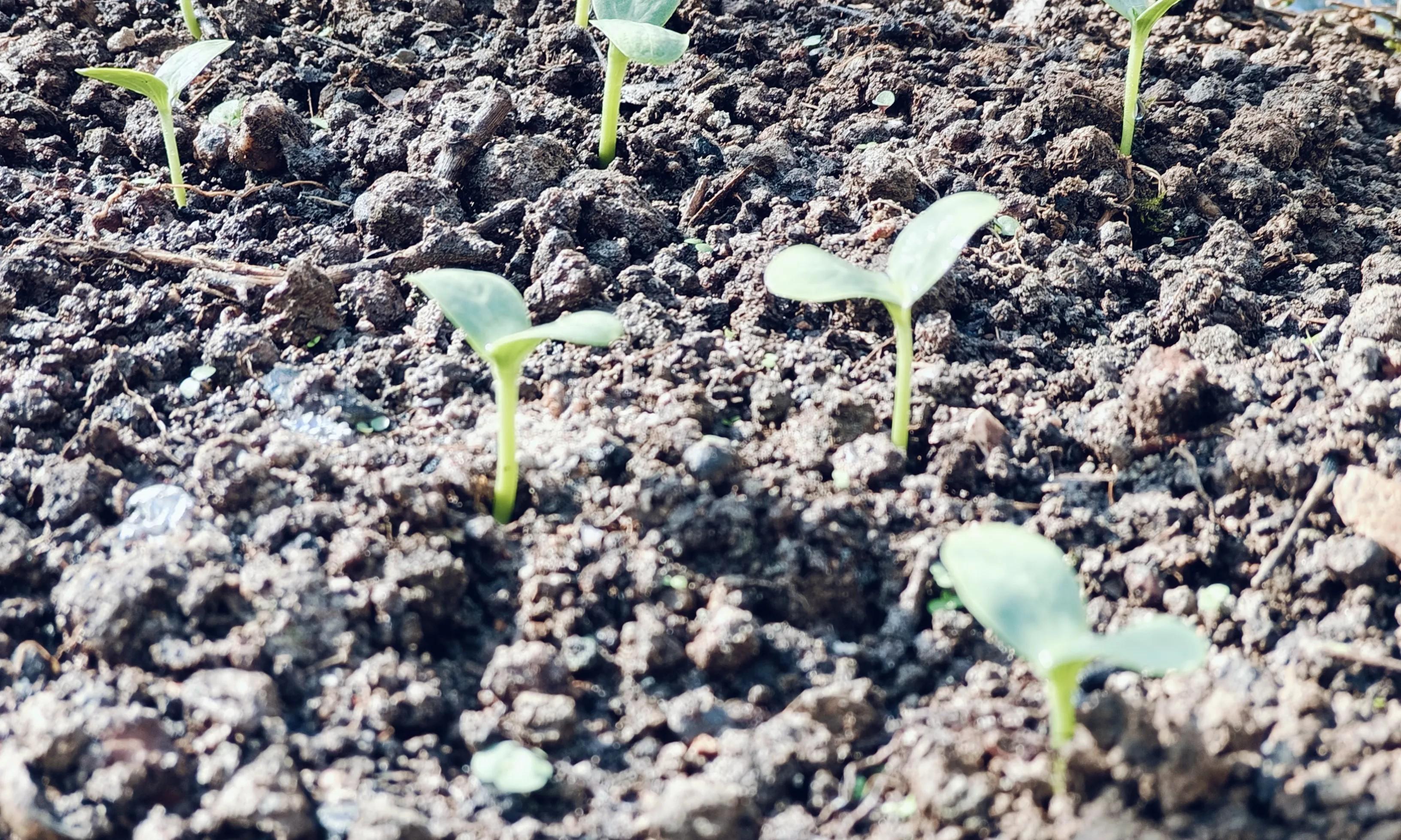 小寒过后，立春不远，除这2种春季蔬菜可育苗，另外5种千万别赶早