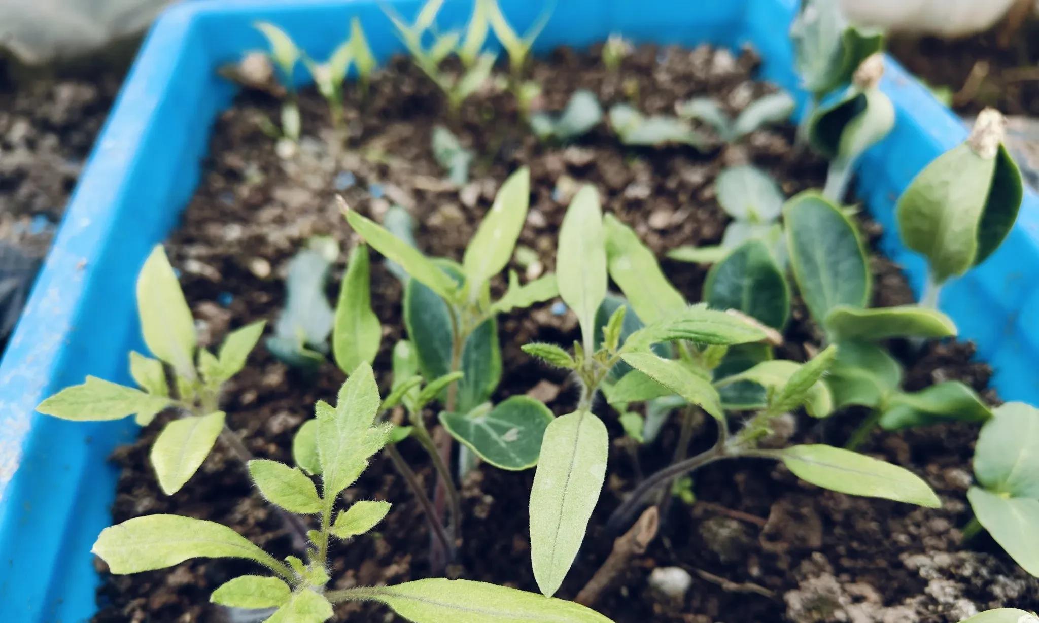 小寒过后，立春不远，除这2种春季蔬菜可育苗，另外5种千万别赶早