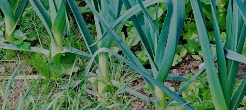 磷酸二氢钾+尿素+胺鲜酯，三者搭配堪称“黄金组合”，喷啥旺啥