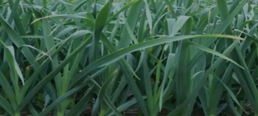 磷酸二氢钾+尿素+胺鲜酯，三者搭配堪称“黄金组合”，喷啥旺啥