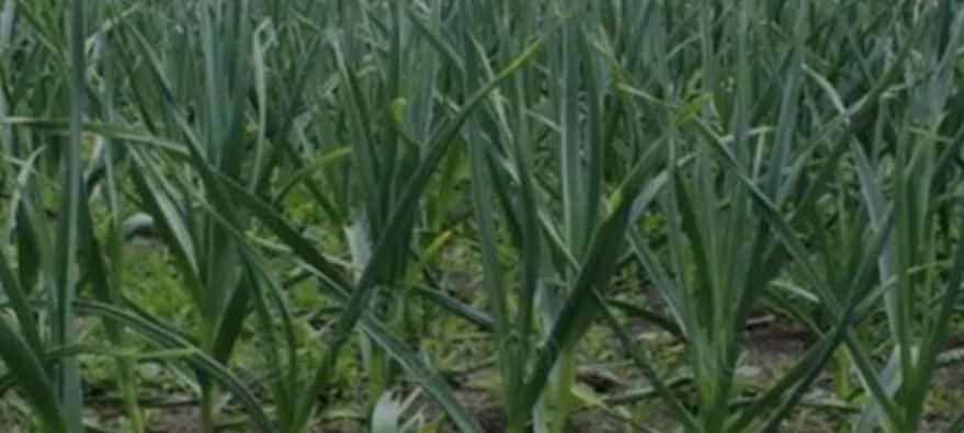 磷酸二氢钾+尿素+胺鲜酯，三者搭配堪称“黄金组合”，喷啥旺啥