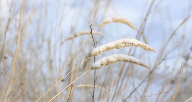今日进“三九”，今年三九不一般！有三大特点，过年到底冷不冷？