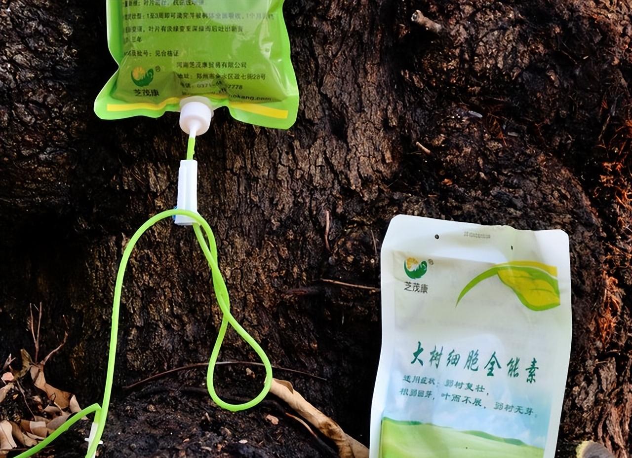 三九天，养根是头等大事，把这几个关键细节做好了，开春苗子才壮