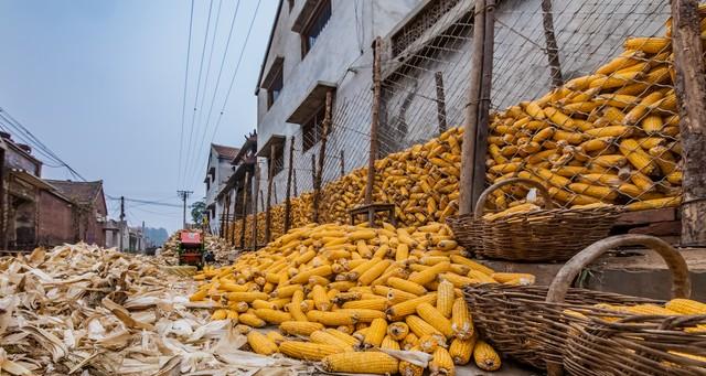 “冬月三一阴，谷米贵如金”啥讲究？今年粮食能丰收吗？冷暖如何