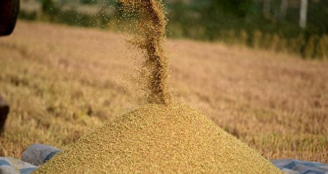 “冬月三一阴，谷米贵如金”啥讲究？今年粮食能丰收吗？冷暖如何