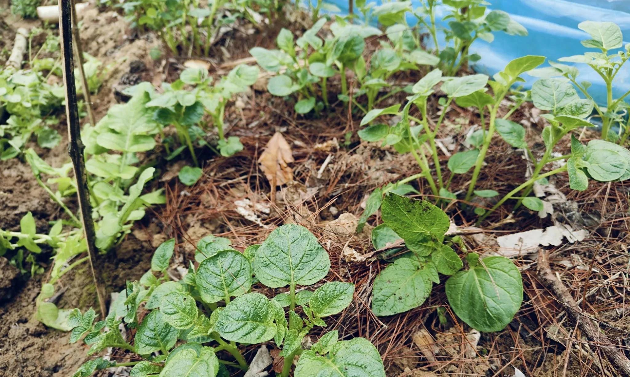 种植土豆，90%种菜人第一步就做错了，难怪土豆全是孔洞不光滑