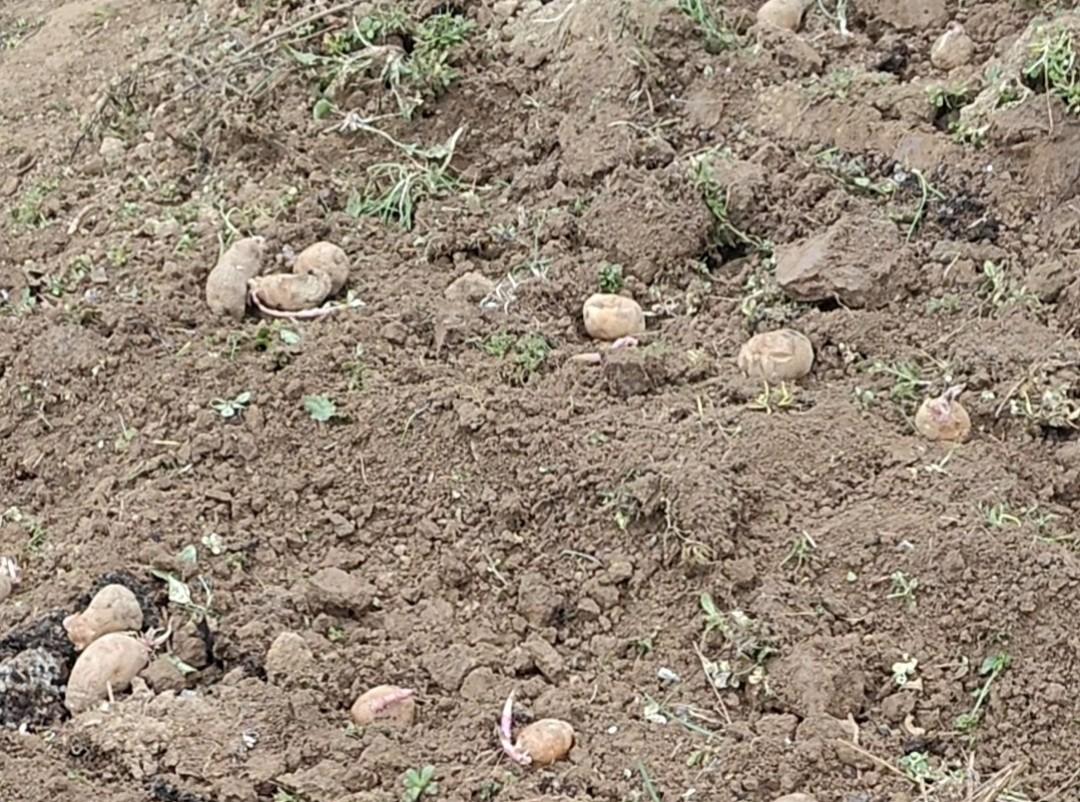 种植土豆，90%种菜人第一步就做错了，难怪土豆全是孔洞不光滑