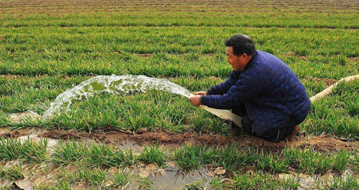 小麦开春管理：聚焦“保、促、控”夯实丰产基础