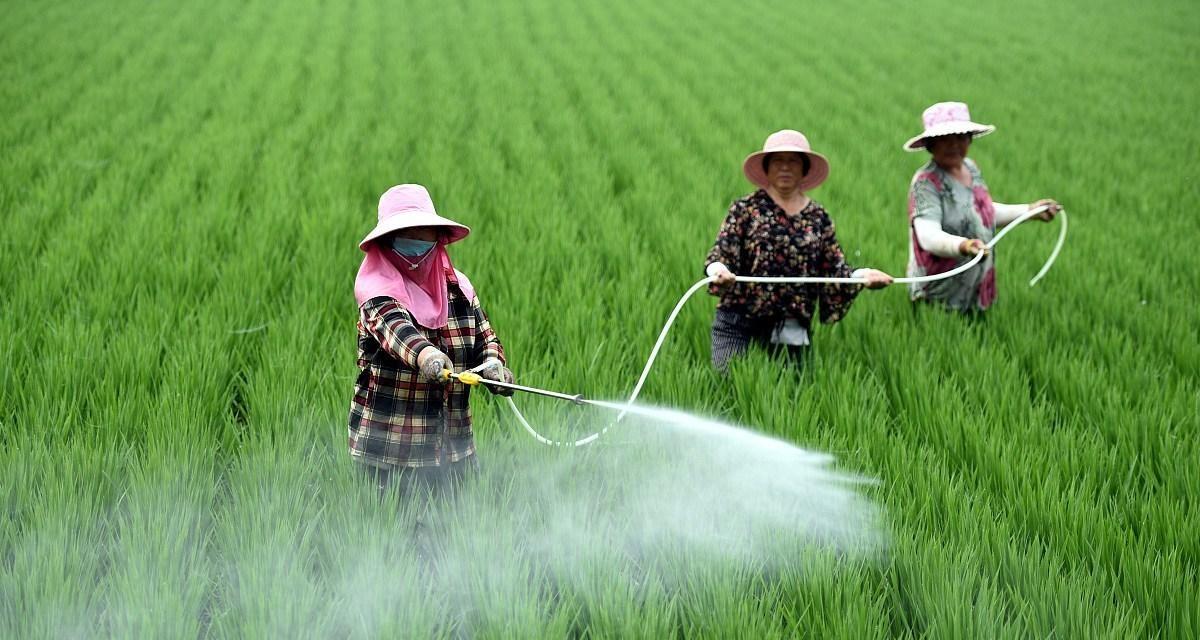 小麦开春管理：聚焦“保、促、控”夯实丰产基础