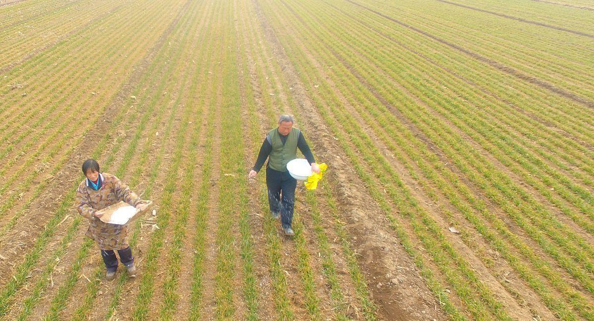 小麦开春管理：聚焦“保、促、控”夯实丰产基础