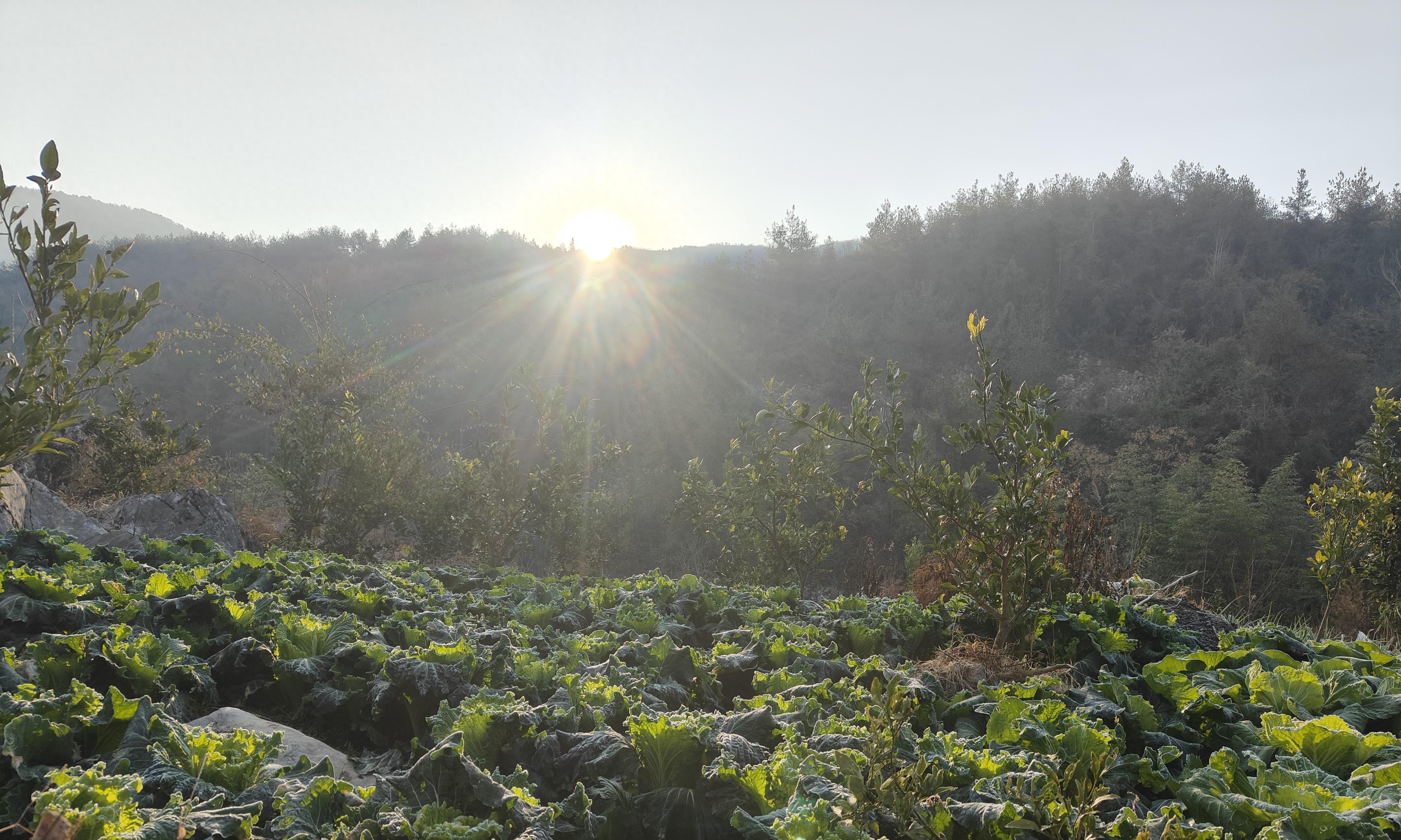 1月能种什么菜？这10多种蔬菜可以放心种还不用管理，北方除外