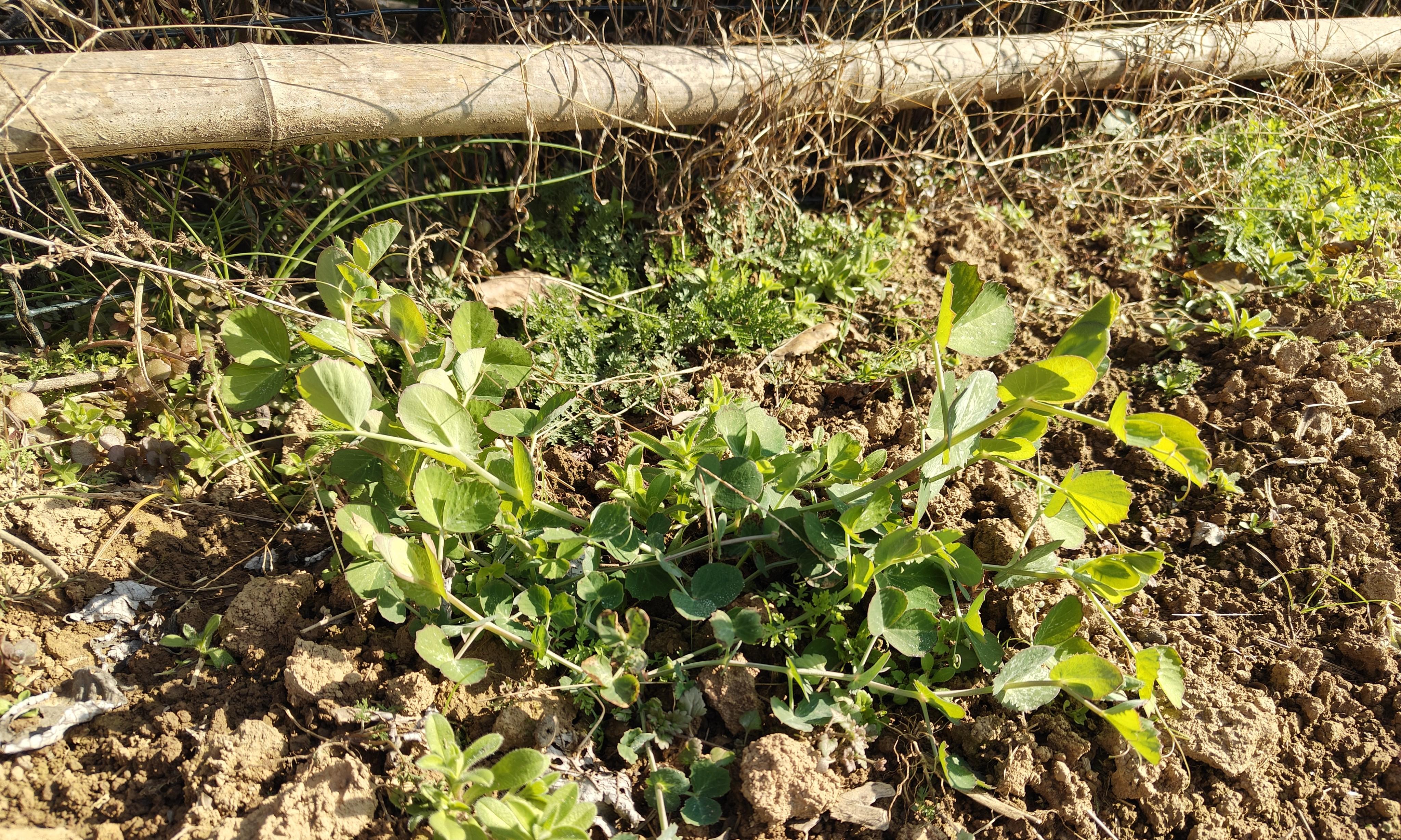 1月能种什么菜？这10多种蔬菜可以放心种还不用管理，北方除外