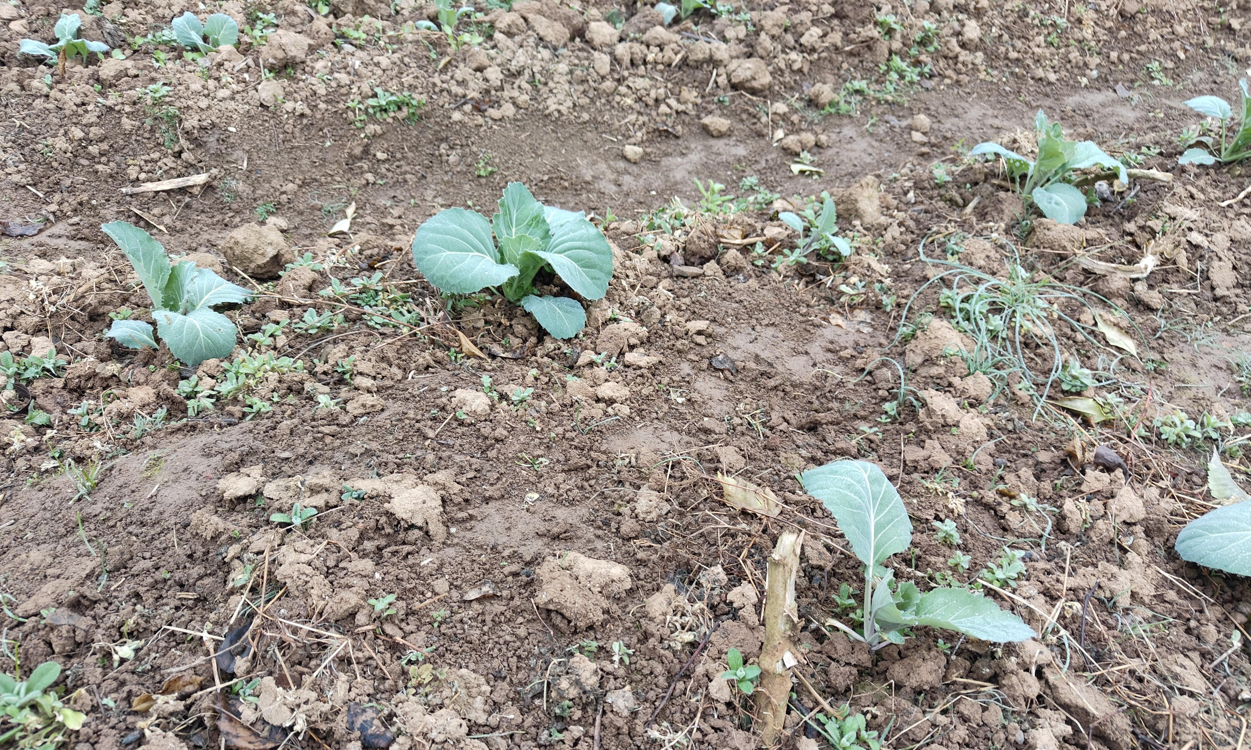 1月能种什么菜？这10多种蔬菜可以放心种还不用管理，北方除外