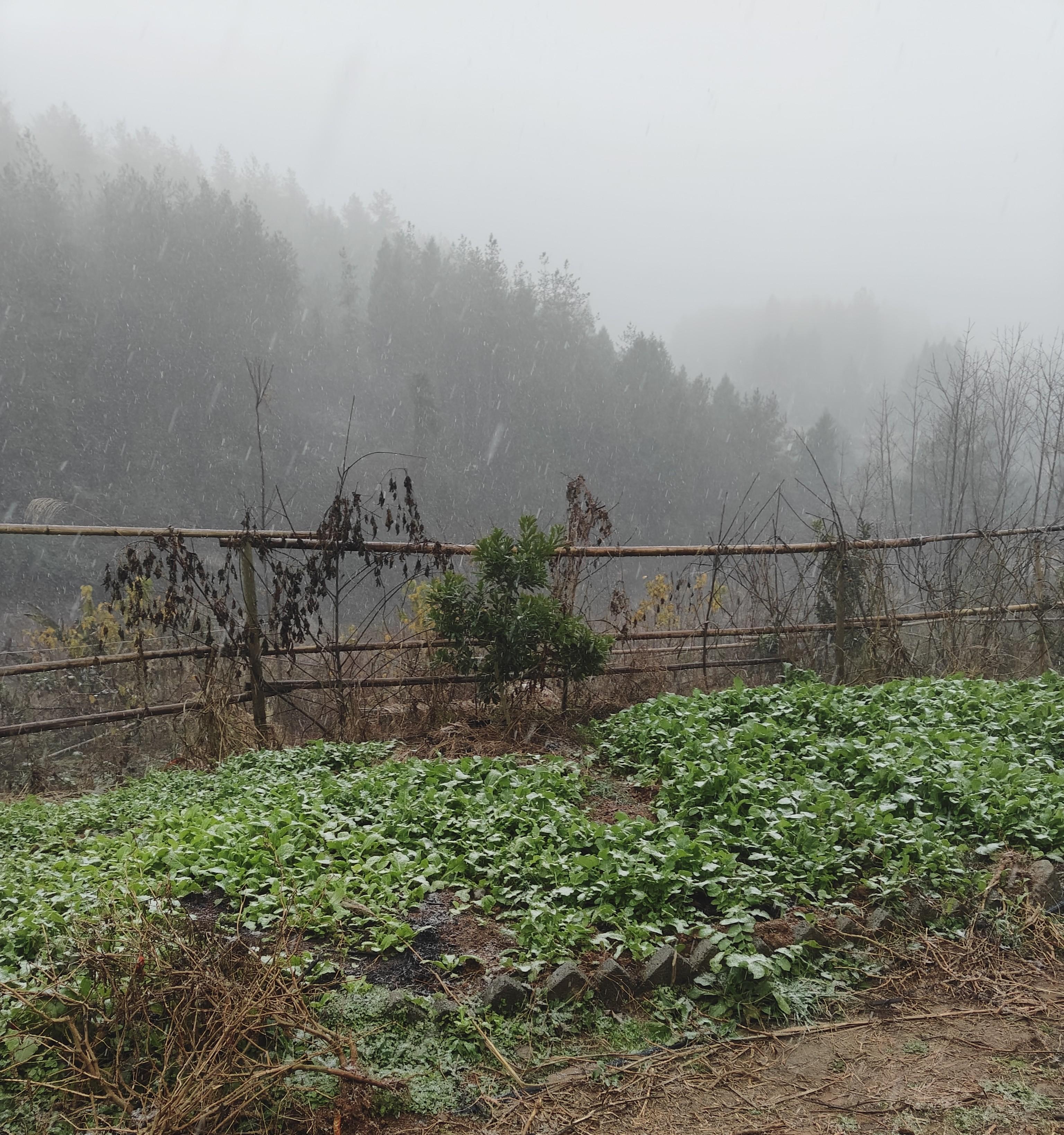 1月能种什么菜？这10多种蔬菜可以放心种还不用管理，北方除外