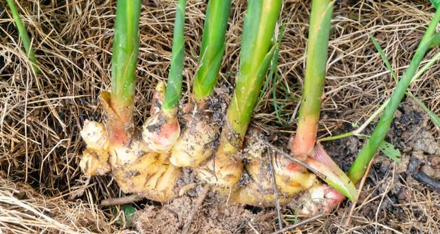 这几种蔬菜“剪一剪、泡一泡”就活，家庭种植超简单，新手也能种