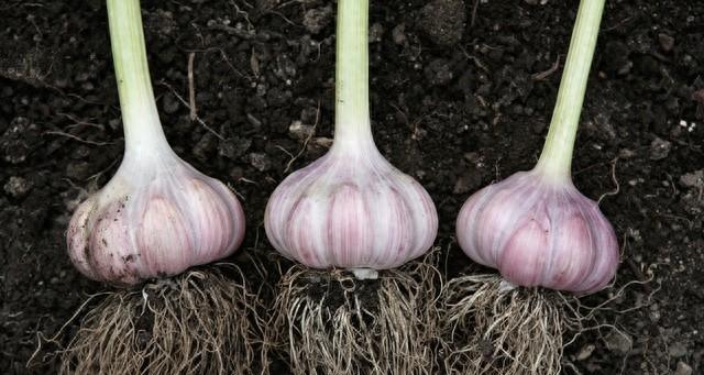 这几种蔬菜“剪一剪、泡一泡”就活，家庭种植超简单，新手也能种