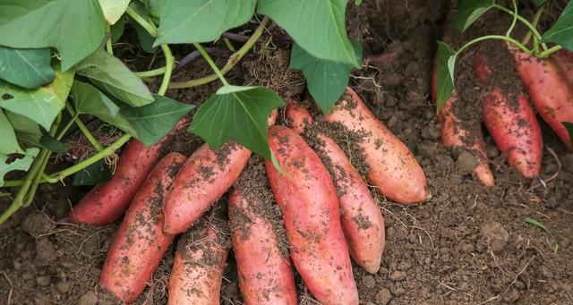 红薯咋保存？教你3个“土方法”，放半年不烂不糠，甜得像刚挖的