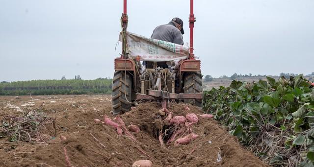 红薯咋保存？教你3个“土方法”，放半年不烂不糠，甜得像刚挖的