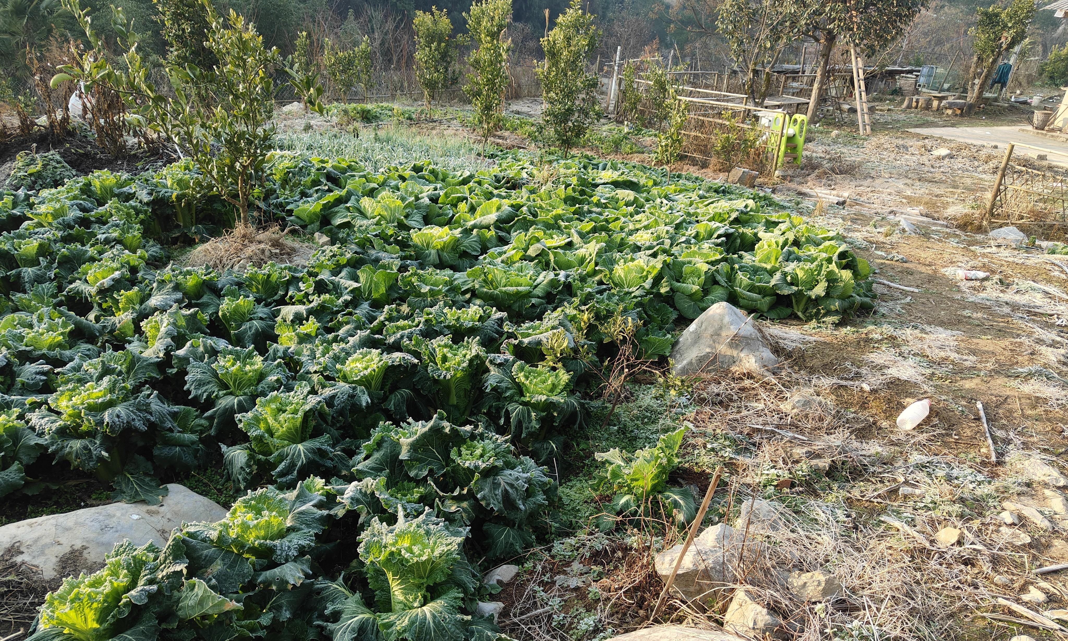 没种过菜的人不懂！种菜，对退休老人来说，到底有多重要