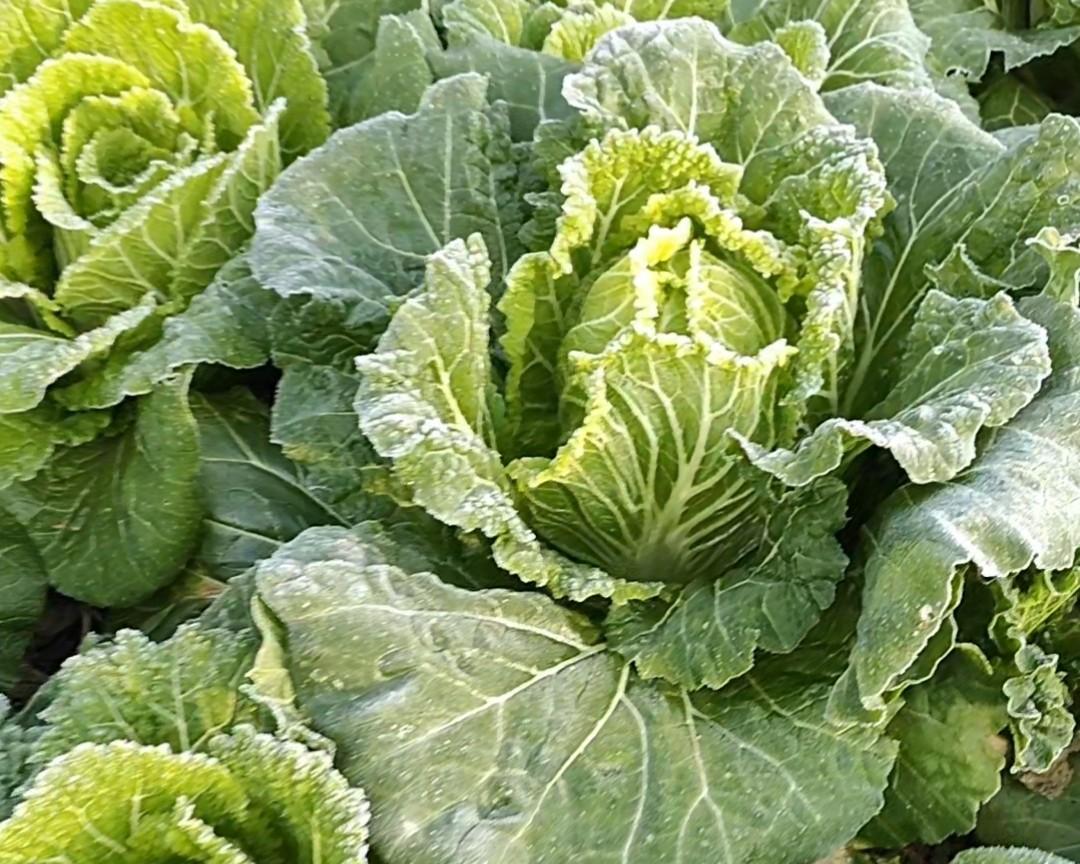 没种过菜的人不懂！种菜，对退休老人来说，到底有多重要