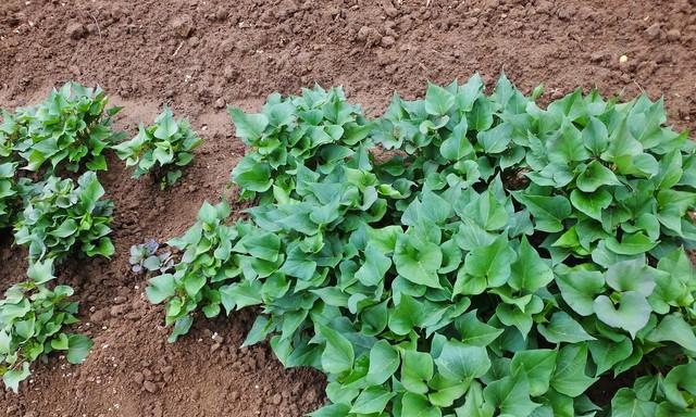 家庭红薯育苗就这么做，轻松培育健康苗，移栽成活率100%