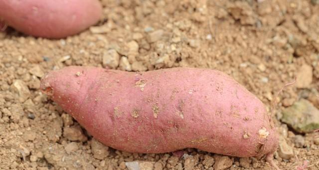 家庭红薯育苗就这么做，轻松培育健康苗，移栽成活率100%