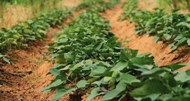 家庭红薯育苗就这么做，轻松培育健康苗，移栽成活率100%
