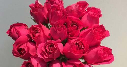 18朵玫瑰的象征意义（探寻18朵玫瑰所代表的浪漫与美好）