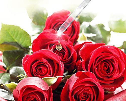 18朵玫瑰的象征意义（探寻18朵玫瑰所代表的浪漫与美好）