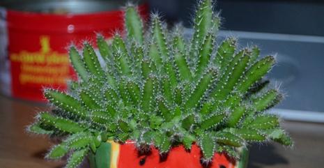 火龙果盆栽真的能结果吗？如何正确养护以促进结果？