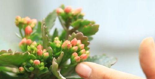 长寿花不长叶子怎么办?不长新叶的处理方法有哪些?