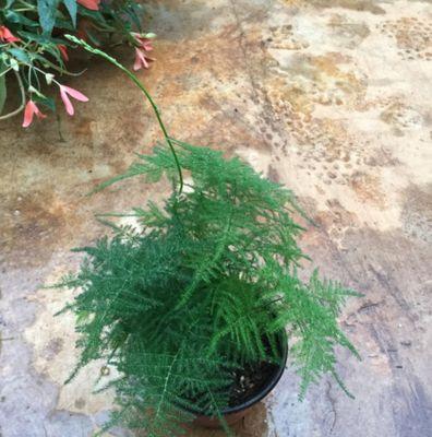 文竹能开花吗？养多久才能看到花朵？