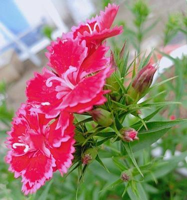 红丁香花语与人生情感的独特解读(红丁香)