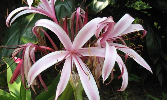 花卉之语（以什么花代表尊贵）