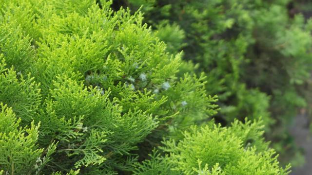 柏树通常生长在哪些地方？如何识别柏树的生长环境？_花植网