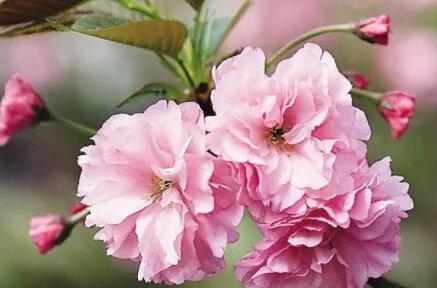 樱花（绽放一季的芬芳）