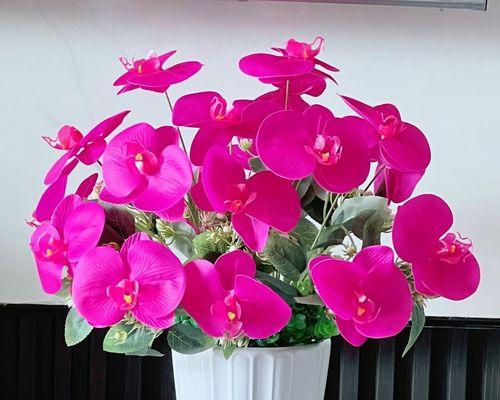 蝴蝶兰寓意意义与生命之美（探寻蝴蝶兰的象征意义）