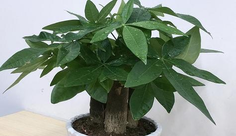 发财树用多大的盆最合适？如何根据植株大小选择花盆？