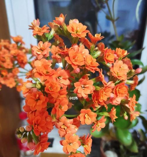 长寿花的不同颜色与寓意(揭开长寿花色彩的奥秘)