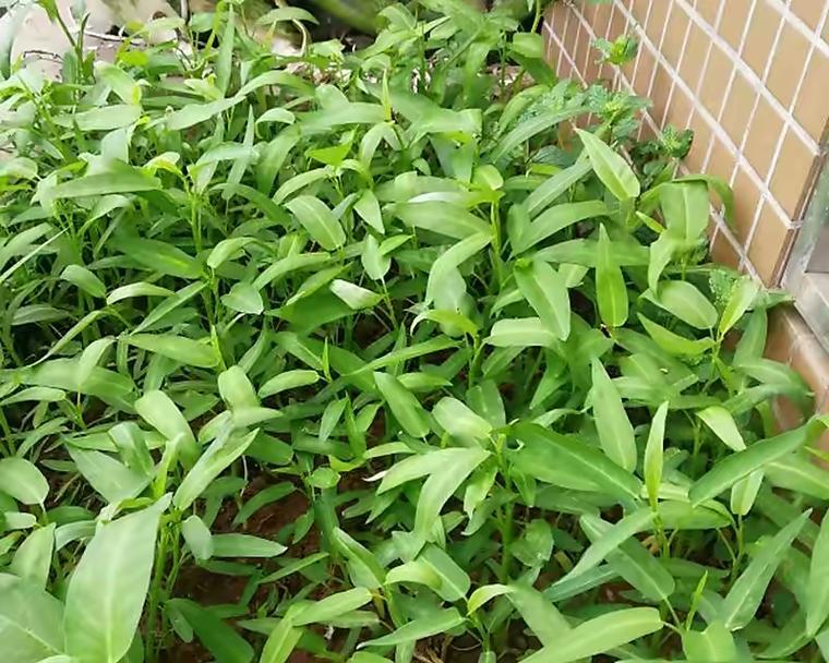 空心菜冬天会冻死吗？如何在寒冷季节保护空心菜？