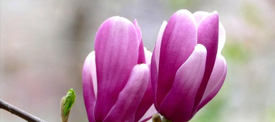 红玉兰花的花语与传说（传达坚强与美丽的红玉兰花）