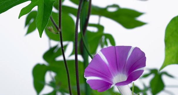 牵牛花(追寻真爱的坚持与等待)